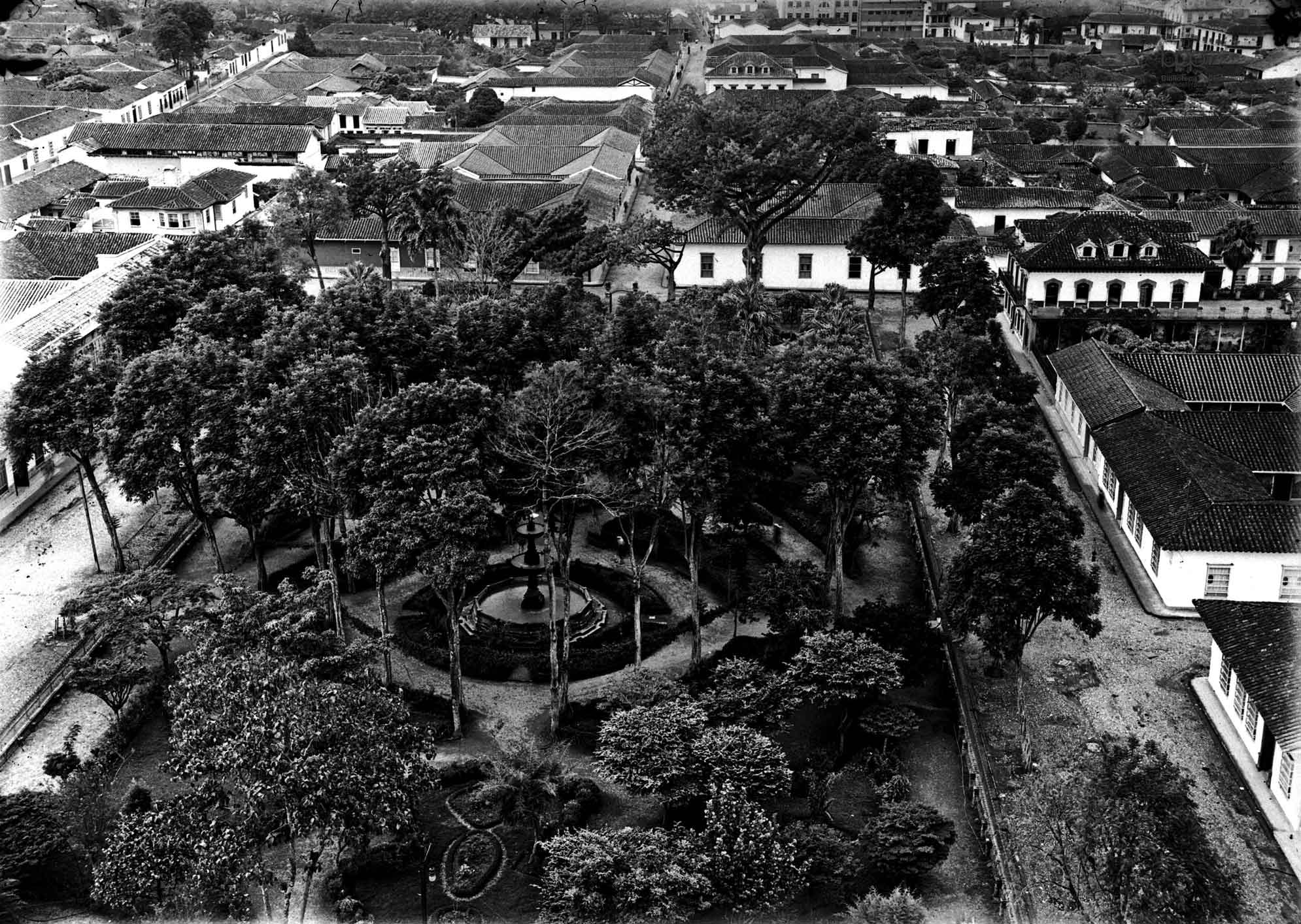 Cuando a Medellín le salieron árboles