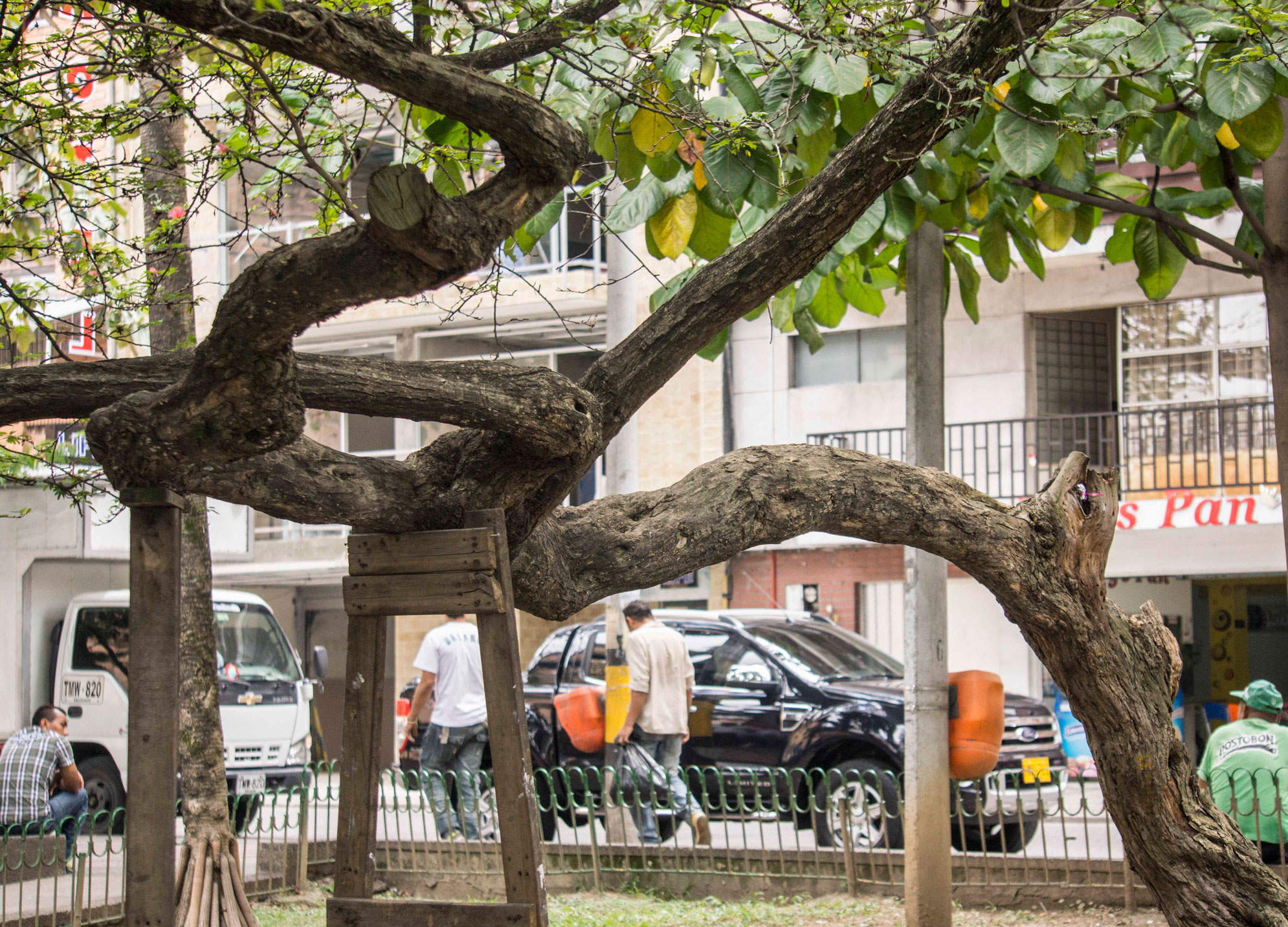 Los días de la Calliandra