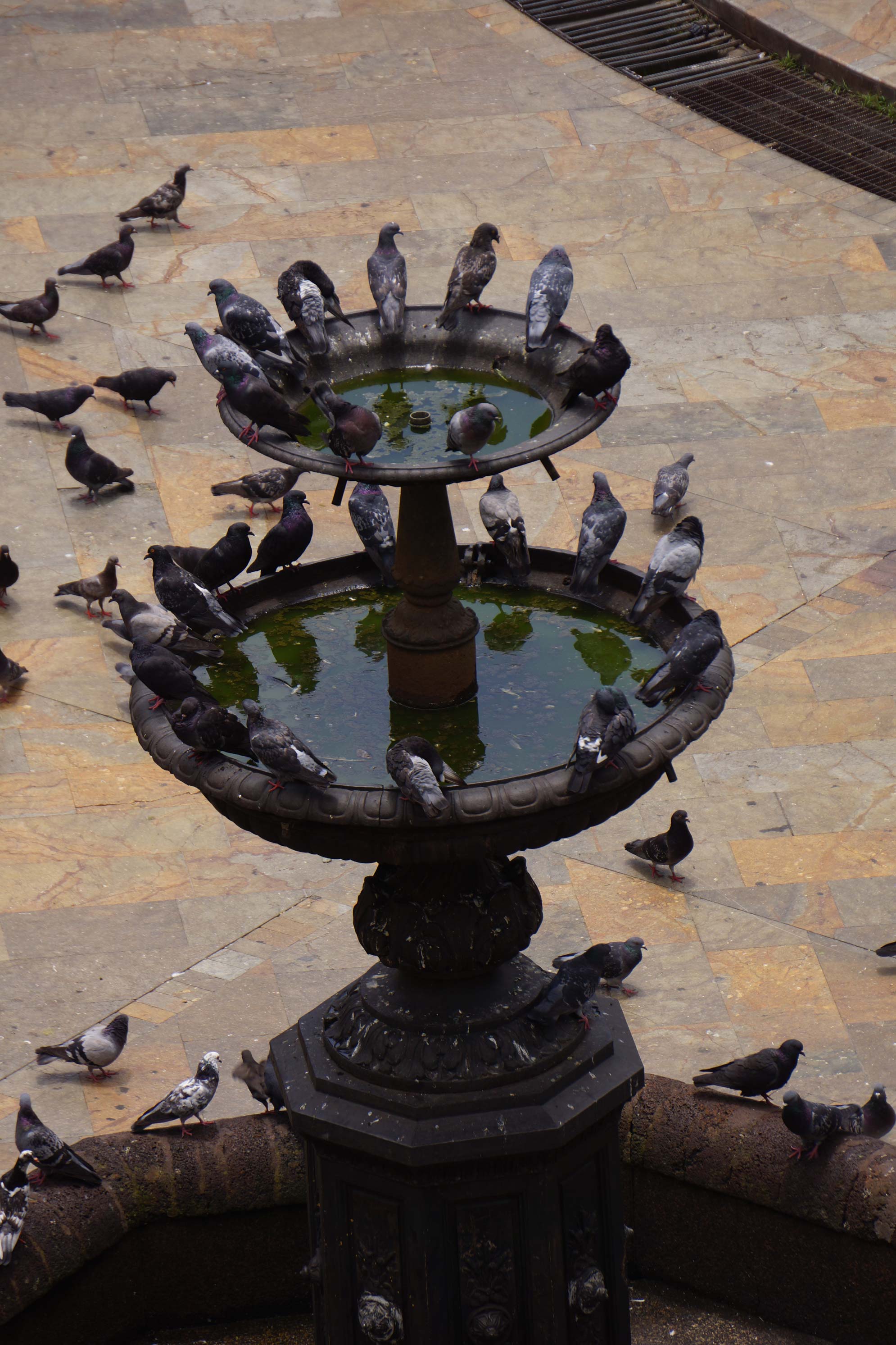 Palomas del centro