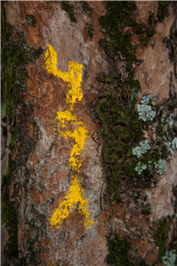 Verde de todos los colores Galería Actual