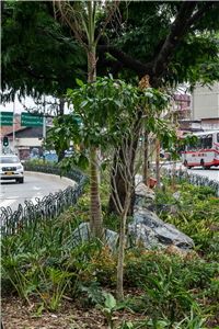 Corredor verde Avenida Oriental Galería Actual