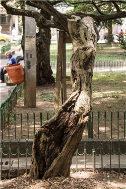 Árbol de la Calliandra