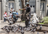 Palomas del Centro