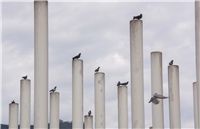 Palomas del Centro