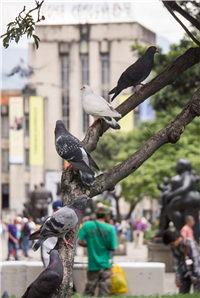 Palomas del Centro