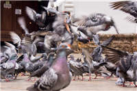 Palomas del Centro