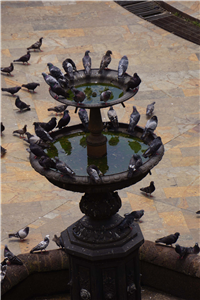 Palomas del Centro