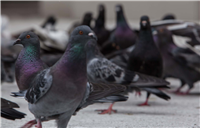 Palomas del Centro