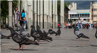 Palomas del Centro