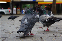 Palomas del Centro