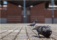 Palomas del Centro