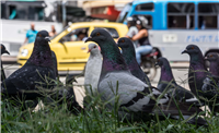 Palomas del Centro