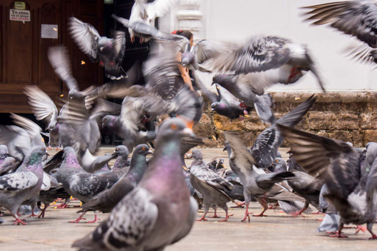 Parqueaderos de palomas