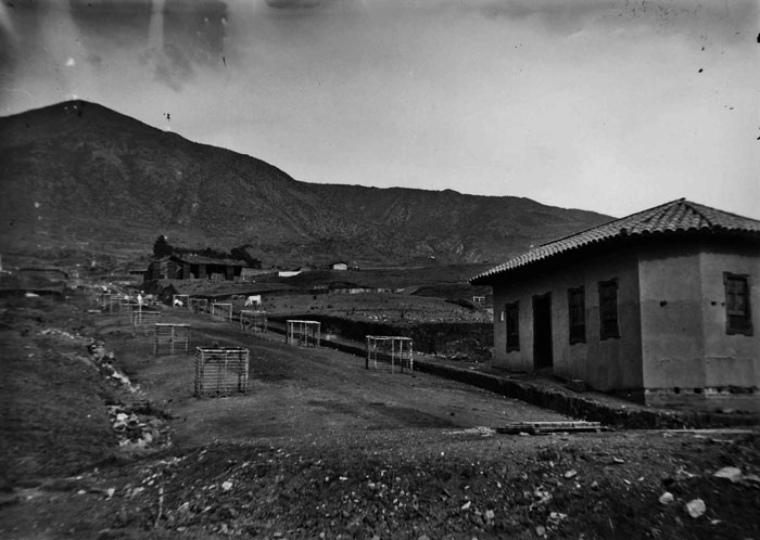 Cuando a Medellín le salieron árboles