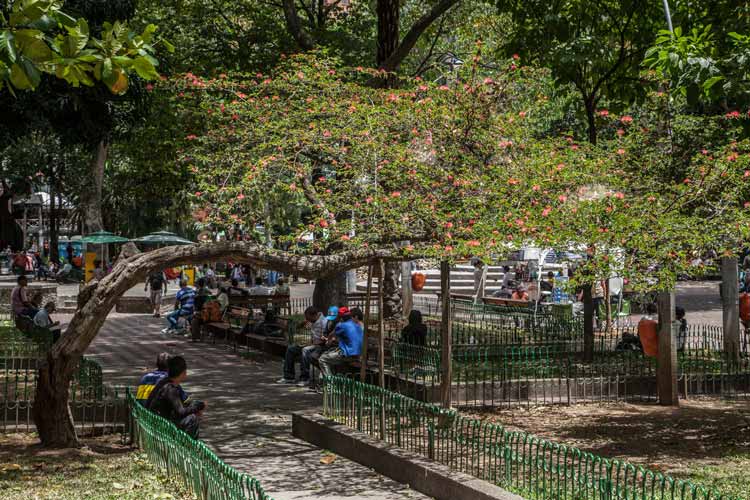 Los días de la Calliandra